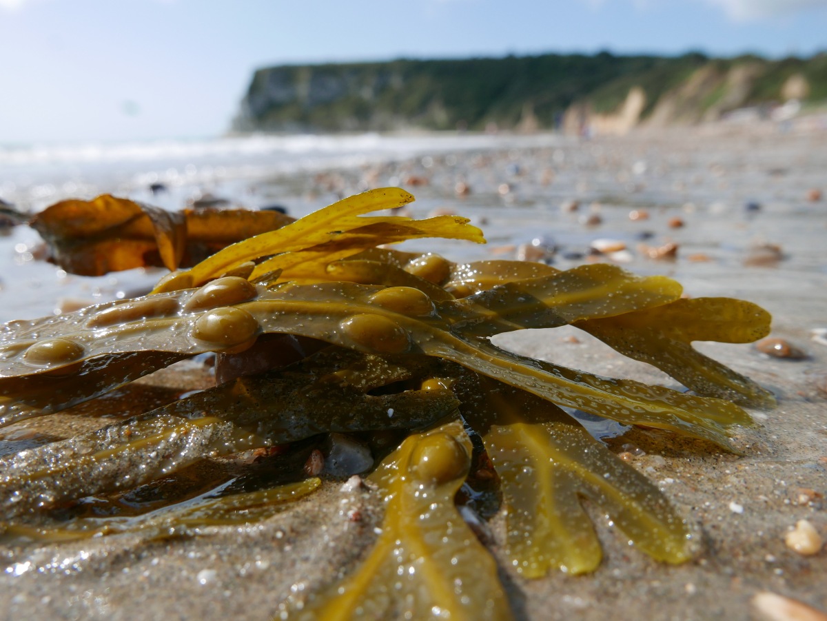 The Big Seaweed Search + 11 Seaweed activity ideas – Childsplayabc ~ Nature  is our playground