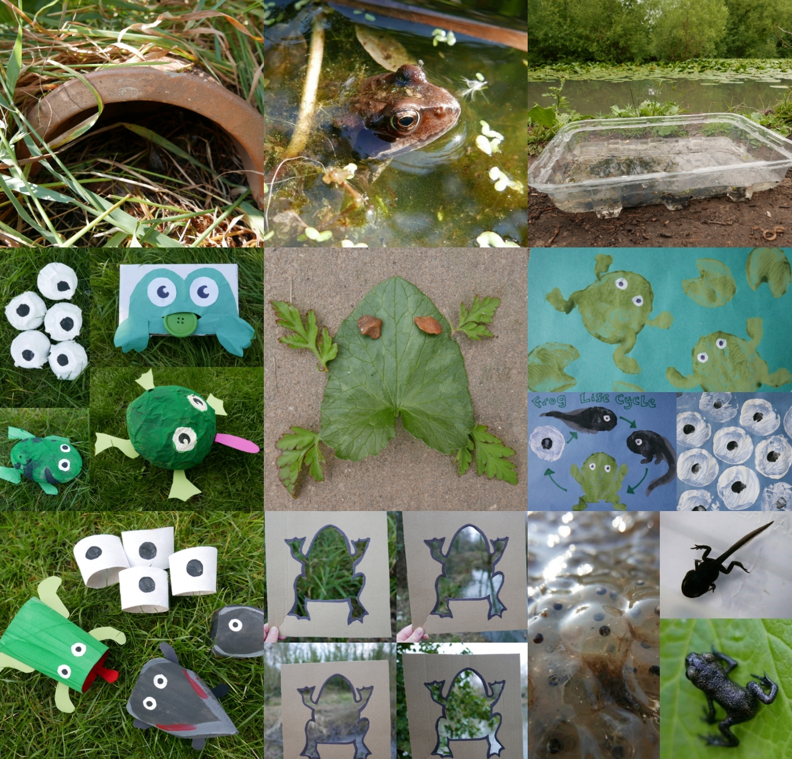 16 Frog activity ideas + fun facts – Childsplayabc ~ Nature is our  playground