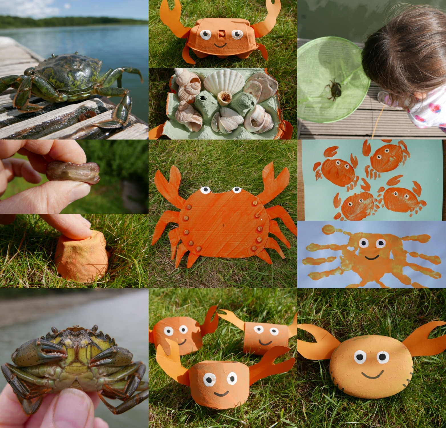 Driftwood Crab Wall Art: make a crab from driftwood, perfect