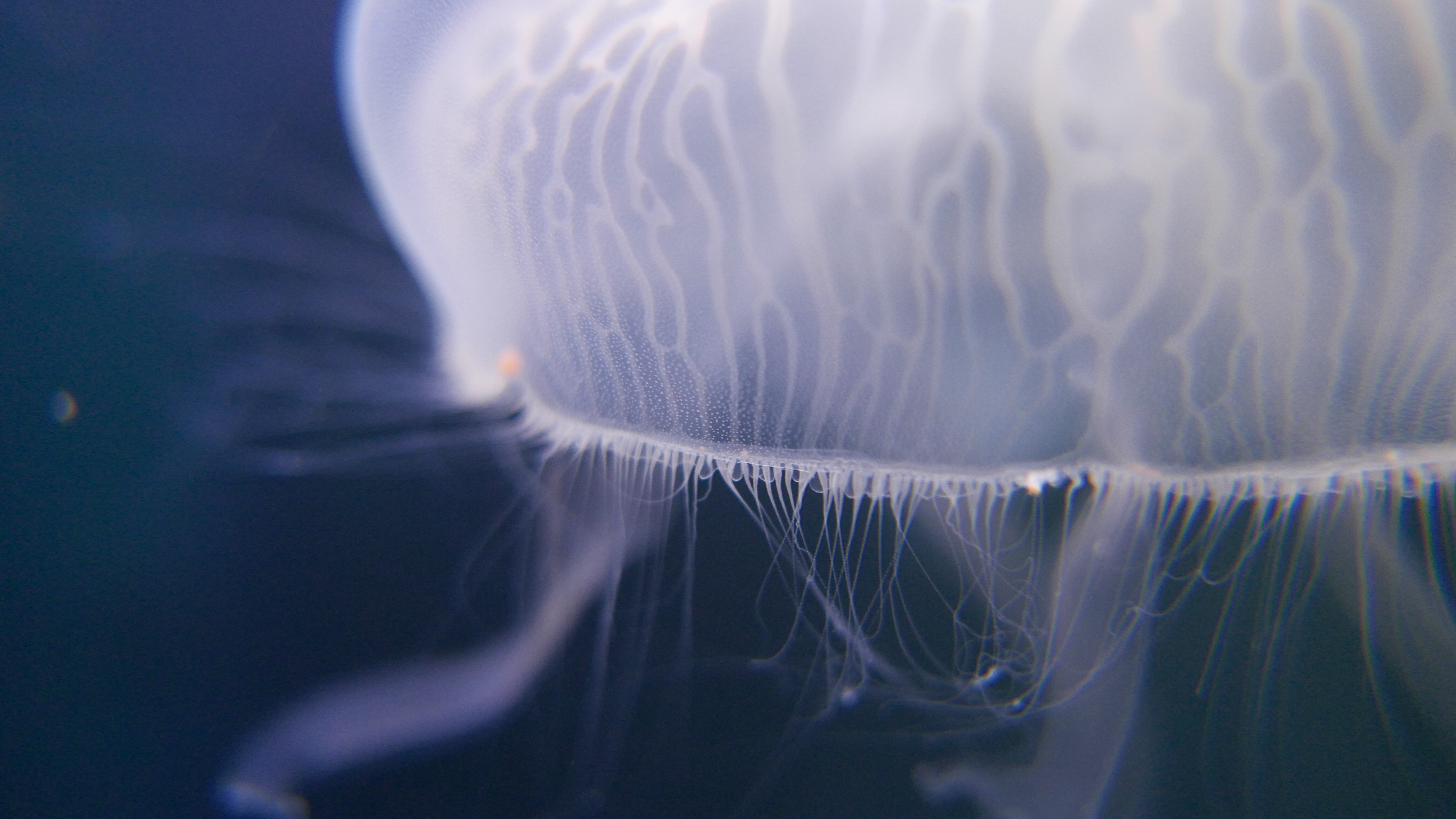 Off World Space jellyfish | Rare Digital Artwork | MakersPlace