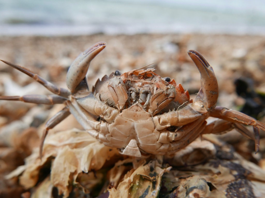 23 Crab activity ideas + fun facts – Childsplayabc ~ Nature is our